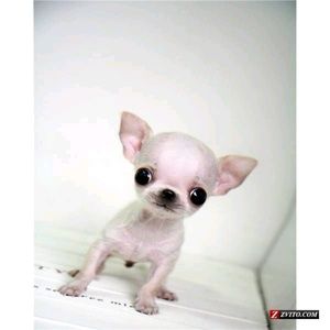 Meet your Posher, Hanna